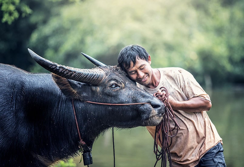 Farmer and carabao