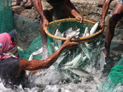 Bangus harvest