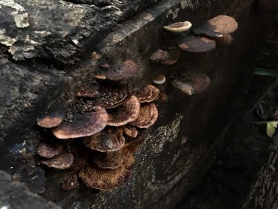 Wild mushrooms growing on trunk of fallen tree